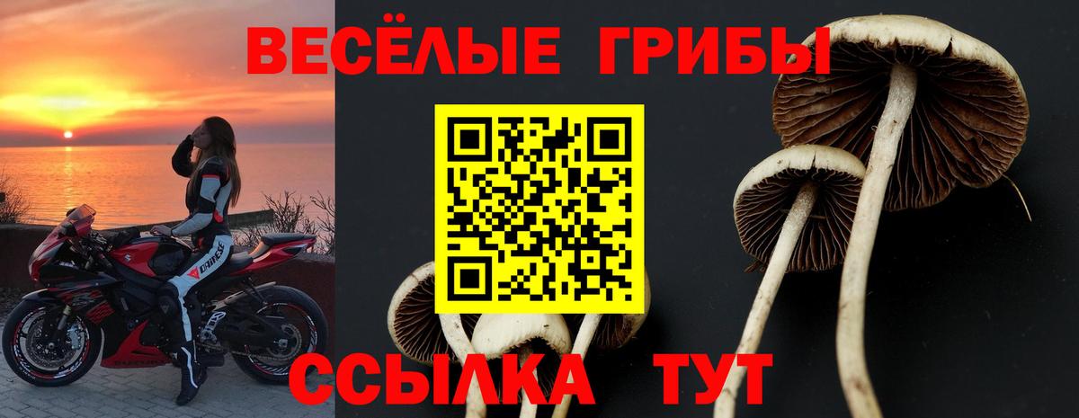 Галлюциногенные грибы Psilocybine cubensis Можайск